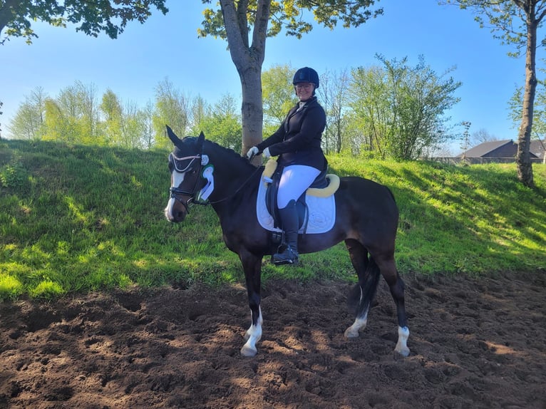 Cheval de selle allemand Jument 13 Ans 154 cm Bai brun in Schaalby