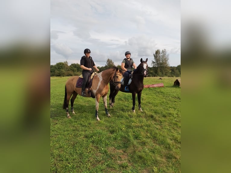 Cheval de selle allemand Jument 13 Ans 154 cm Bai brun in Schaalby