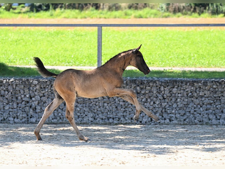 Cheval de selle allemand Jument 13 Ans 163 cm Bai brun foncé in Reichenschwand Cheval de selle allemand Jument 13 Ans 163 cm Bai brun foncé in Reichenschwand