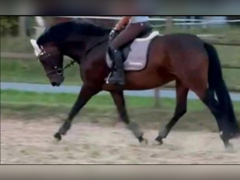 Cheval de selle allemand Jument 13 Ans 165 cm Bai brun in Kasseedorf