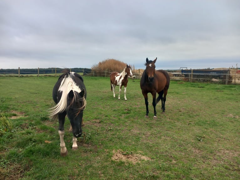 Cheval de selle allemand Jument 13 Ans 165 cm Bai in Kobrow