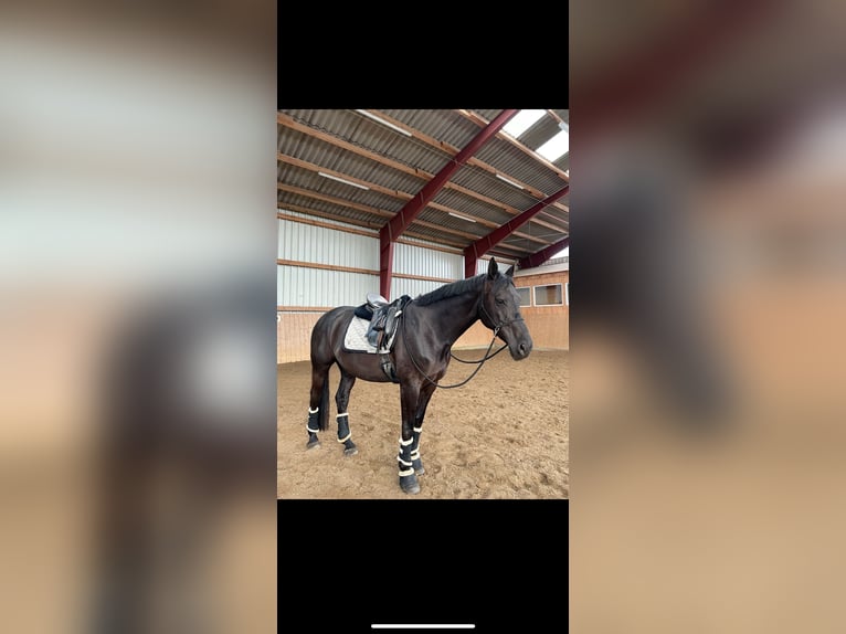 Cheval de selle allemand Jument 13 Ans 165 cm Noir in EmkendorfEmkendorf