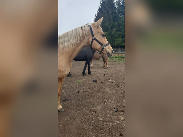 Cheval de selle allemand Jument 13 Ans 165 cm Palomino in Kospoda