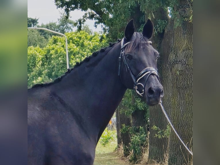 Cheval de selle allemand Jument 13 Ans 166 cm Bai brun foncé in Someren