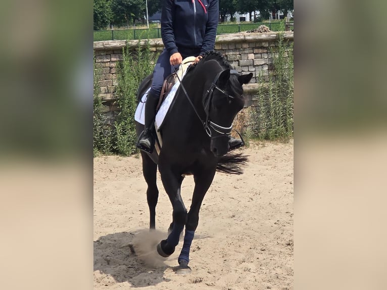 Cheval de selle allemand Jument 13 Ans 166 cm Bai brun foncé in Someren