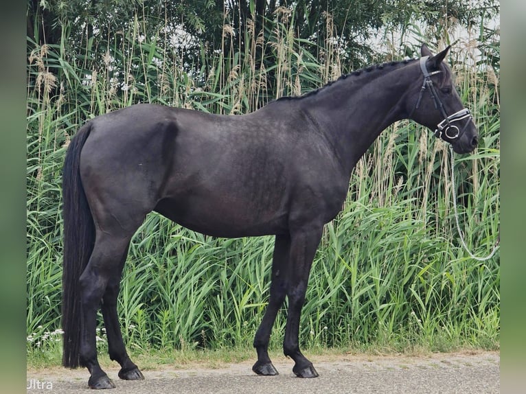 Cheval de selle allemand Jument 13 Ans 166 cm Bai brun foncé in Someren