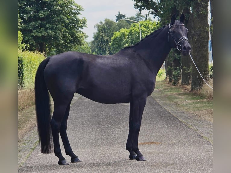 Cheval de selle allemand Jument 13 Ans 166 cm Bai brun foncé in Someren