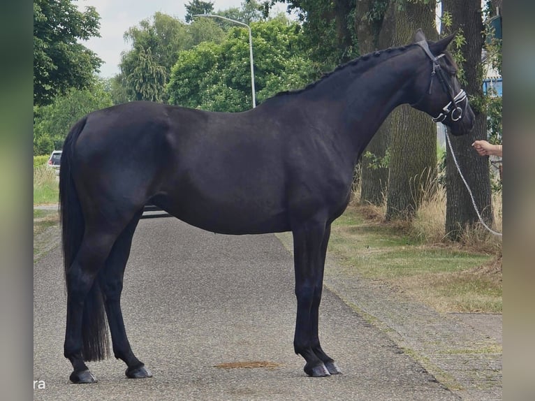 Cheval de selle allemand Jument 13 Ans 166 cm Bai brun foncé in Someren