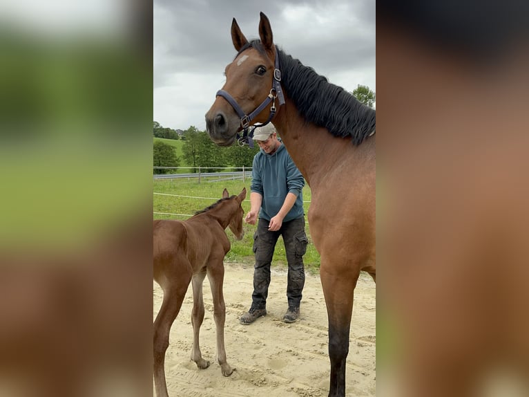 Cheval de selle allemand Jument 13 Ans 170 cm Bai in WipperfürthWipperfürth