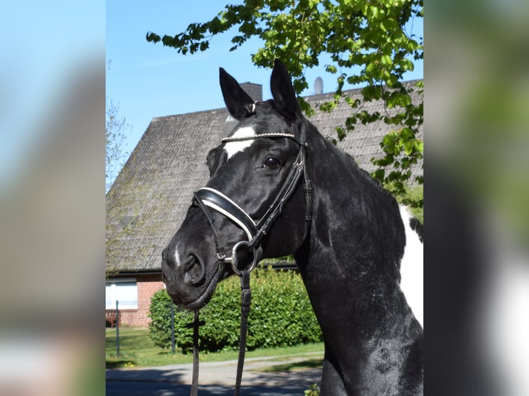 Cheval de selle allemand Jument 13 Ans 170 cm Pinto in Fredenbeck