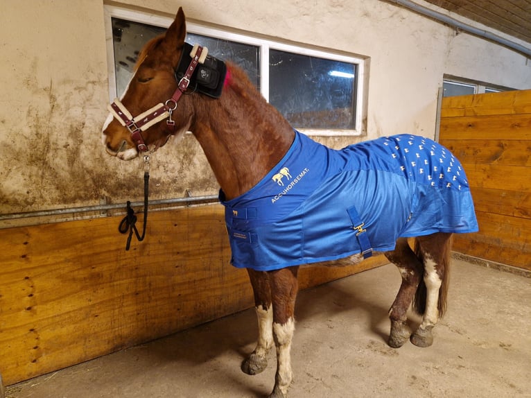 Cheval de selle allemand Croisé Jument 14 Ans 154 cm Alezan in Villingendorf