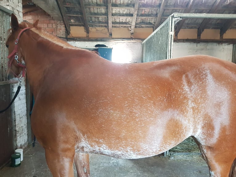 Cheval de selle allemand Croisé Jument 14 Ans 154 cm Alezan in Villingendorf