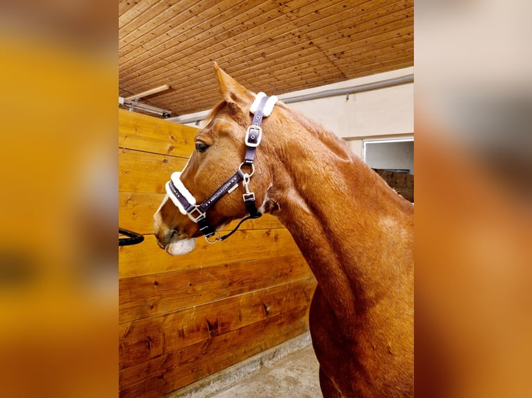 Cheval de selle allemand Croisé Jument 14 Ans 154 cm Alezan in Villingendorf
