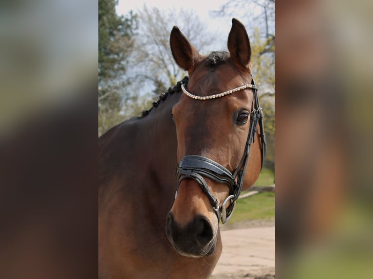 Cheval de selle allemand Jument 14 Ans 164 cm Bai brun in Dorsten