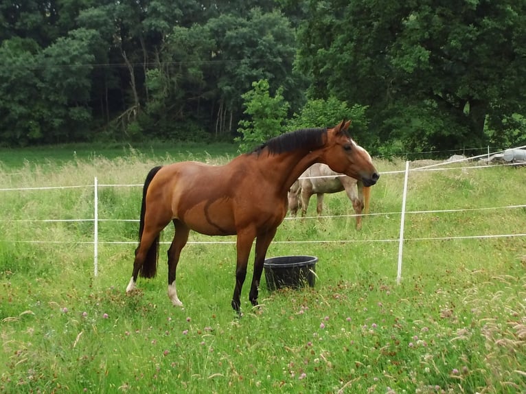Cheval de selle allemand Jument 14 Ans 165 cm Bai in Rauschenberg