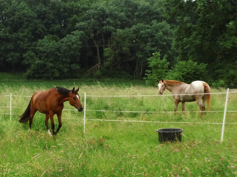 Cheval de selle allemand Jument 14 Ans 165 cm Bai in Rauschenberg