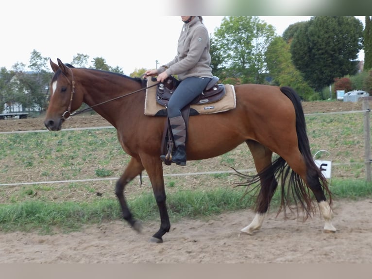 Cheval de selle allemand Jument 14 Ans 165 cm Bai in Rauschenberg
