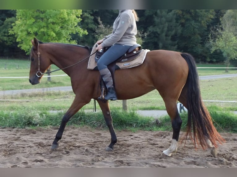 Cheval de selle allemand Jument 14 Ans 165 cm Bai in Rauschenberg
