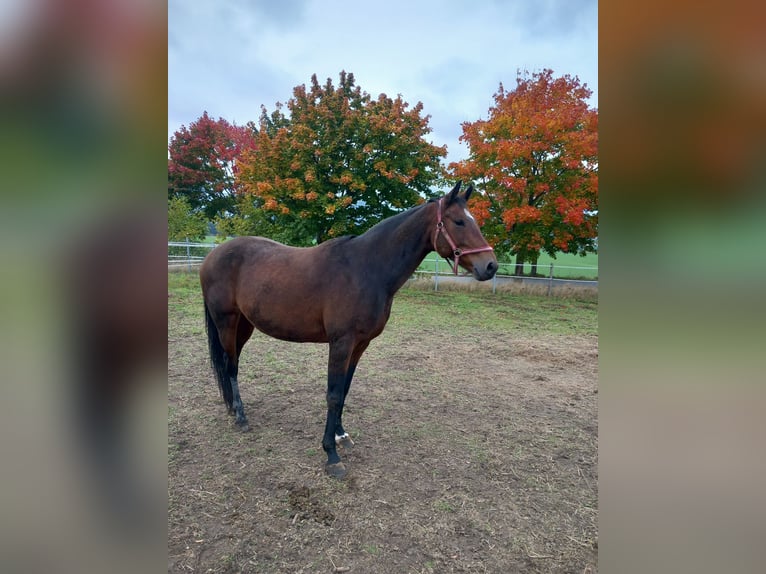 Cheval de selle allemand Jument 14 Ans 165 cm Bai in Kobrow