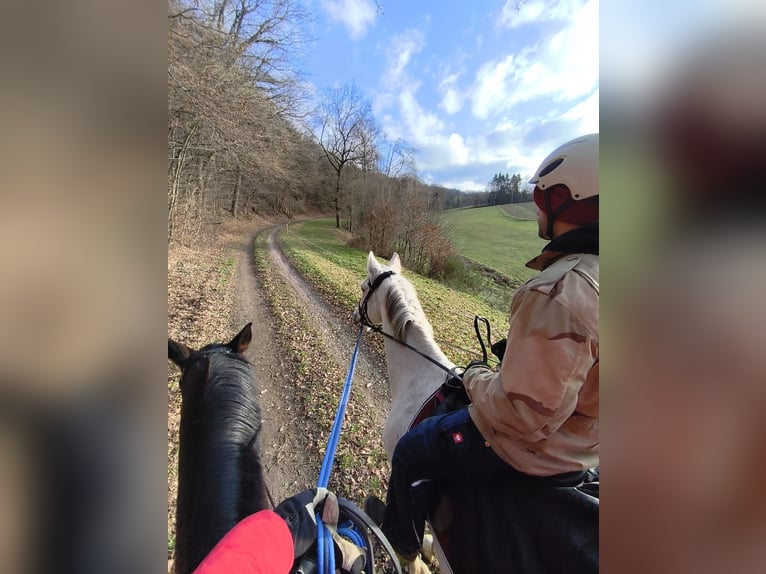 Cheval de selle allemand Jument 14 Ans 172 cm Gris in Hennef (Sieg)