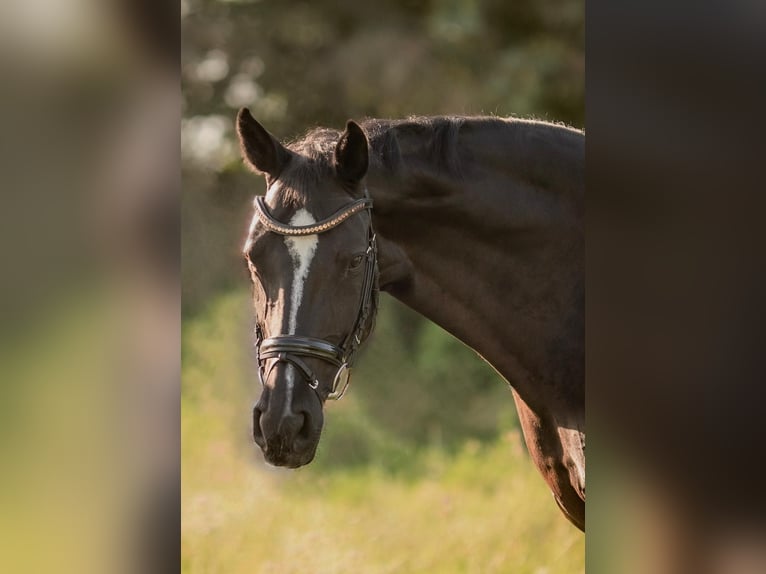 Cheval de selle allemand Jument 14 Ans 172 cm Noir in Böblingen