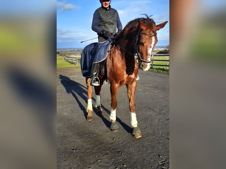 Cheval de selle allemand Jument 14 Ans 174 cm Alezan in Wachtberg