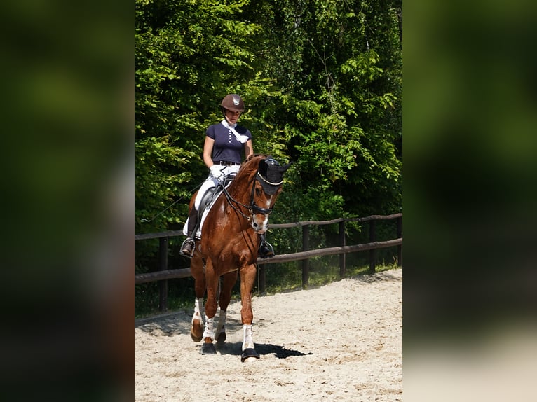 Cheval de selle allemand Jument 14 Ans 174 cm Alezan in Wachtberg