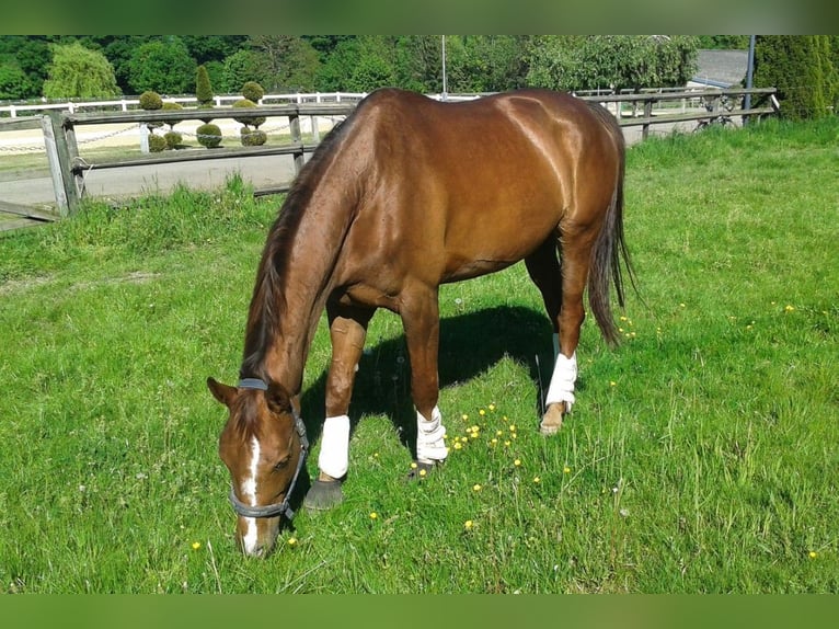 Cheval de selle allemand Jument 14 Ans 174 cm Alezan in Wachtberg