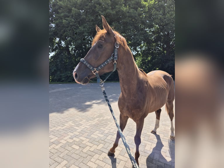 Cheval de selle allemand Jument 14 Ans 175 cm Bai in Lünen
