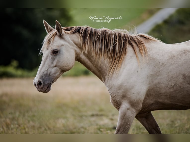 Cheval de selle allemand Jument 15 Ans 150 cm Champagne in Beaumont pied-de-boeuf