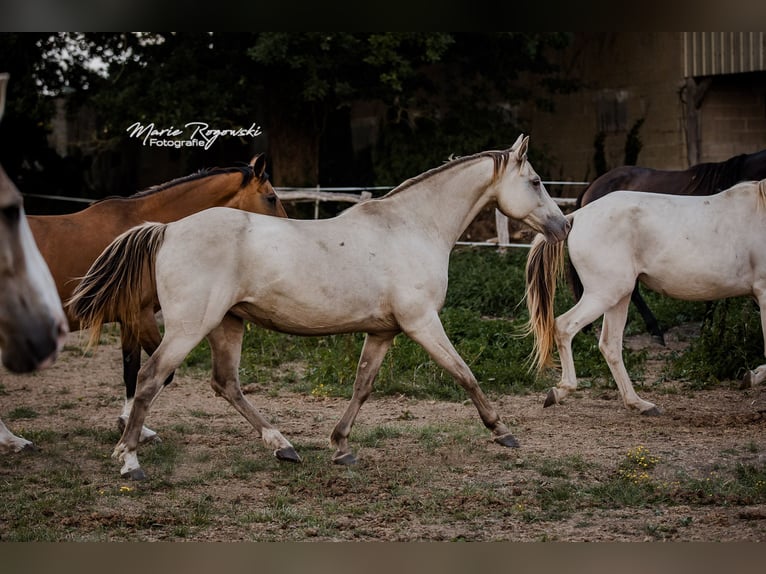 Cheval de selle allemand Jument 15 Ans 150 cm Champagne in Beaumont pied-de-boeuf