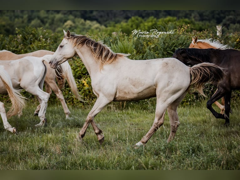 Cheval de selle allemand Jument 15 Ans 150 cm Champagne in Beaumont pied-de-boeuf