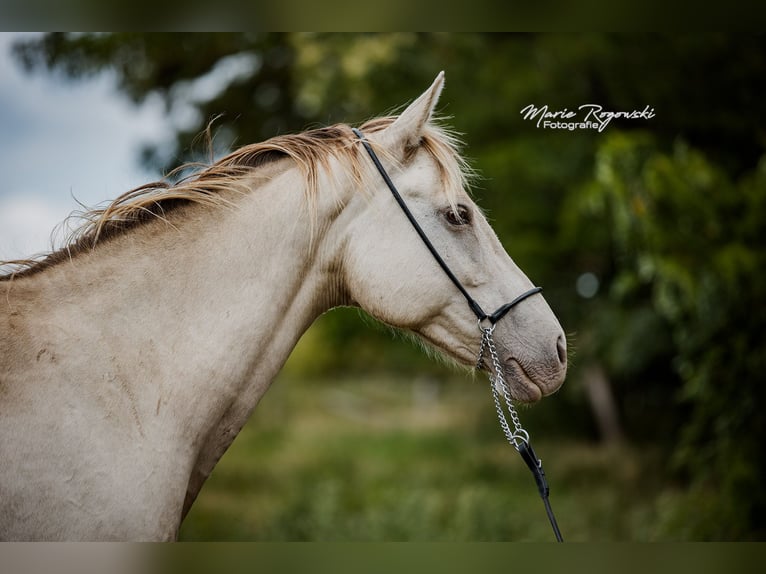 Cheval de selle allemand Jument 15 Ans 150 cm Champagne in Beaumont pied-de-boeuf