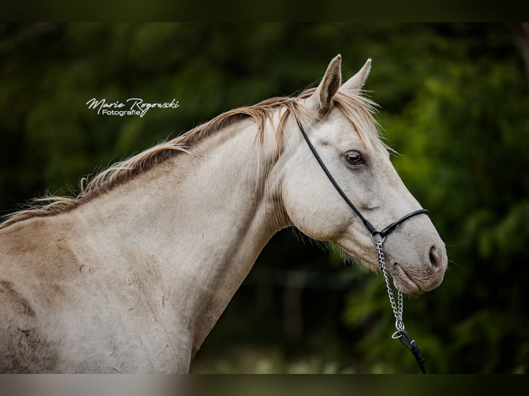 Cheval de selle allemand Jument 15 Ans 150 cm Champagne in Beaumont pied-de-boeuf
