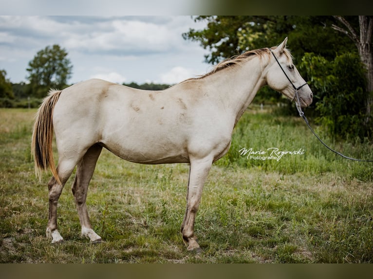 Cheval de selle allemand Jument 15 Ans 150 cm Champagne in Beaumont pied-de-boeuf