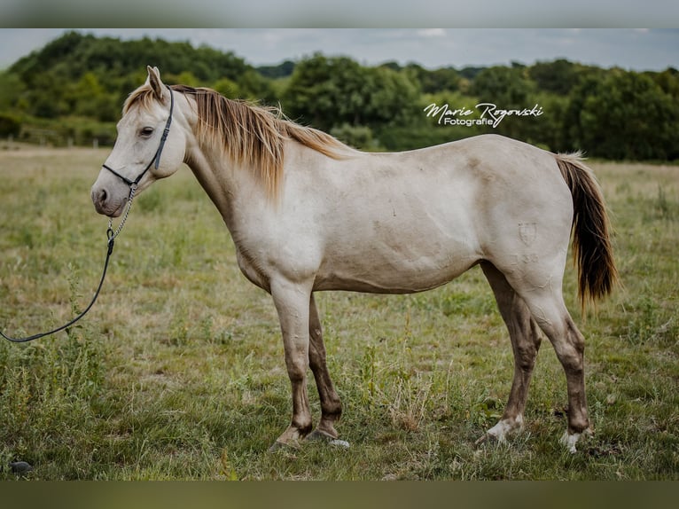Cheval de selle allemand Jument 15 Ans 150 cm Champagne in Beaumont pied-de-boeuf