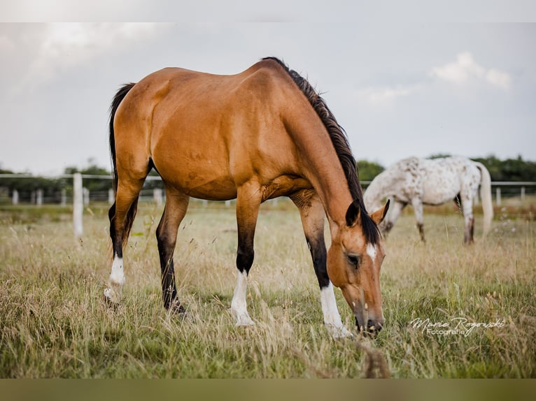 Cheval de selle allemand Jument 15 Ans 154 cm Buckskin in Beaumont-Pied-de-Buf