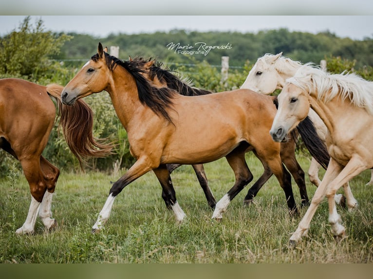 Cheval de selle allemand Jument 15 Ans 154 cm Buckskin in Beaumont-Pied-de-Buf