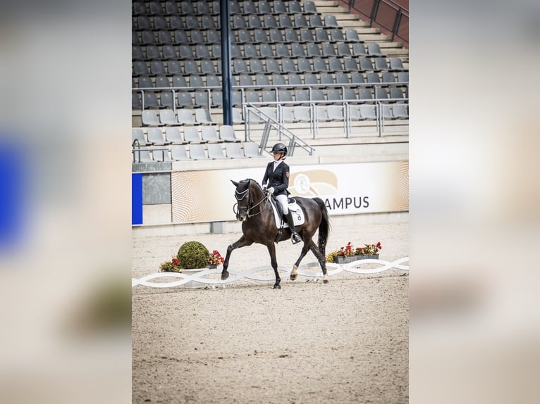 Cheval de selle allemand Jument 15 Ans 157 cm Noir in Essen