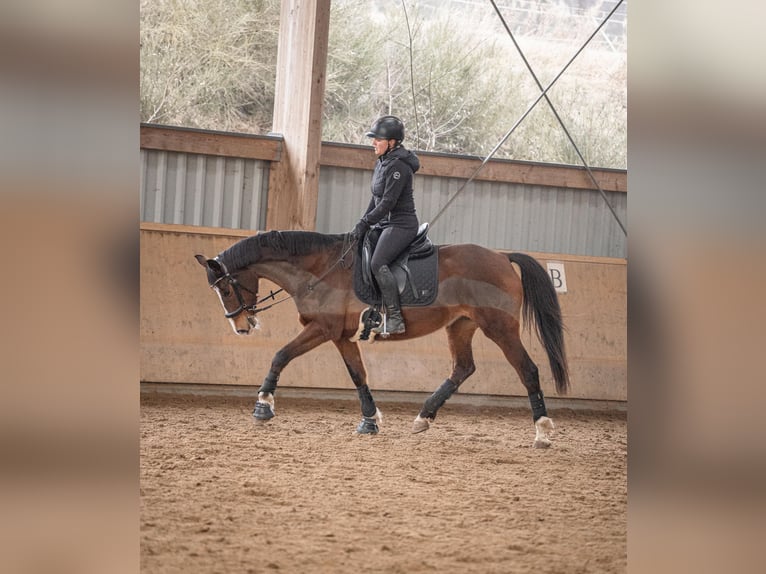 Cheval de selle allemand Jument 15 Ans 160 cm Bai in Lederbach