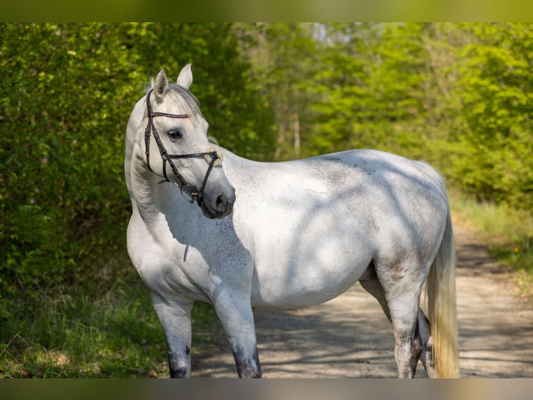Cheval de selle allemand Jument 15 Ans 162 cm Gris (bai-dun) in Horitschon
