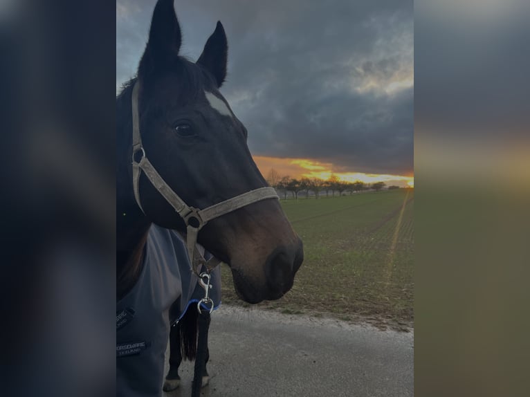 Cheval de selle allemand Jument 15 Ans 163 cm Bai brun in Heuchelheim