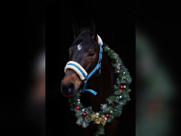 Cheval de selle allemand Croisé Jument 15 Ans 163 cm Bai brun in Gokels