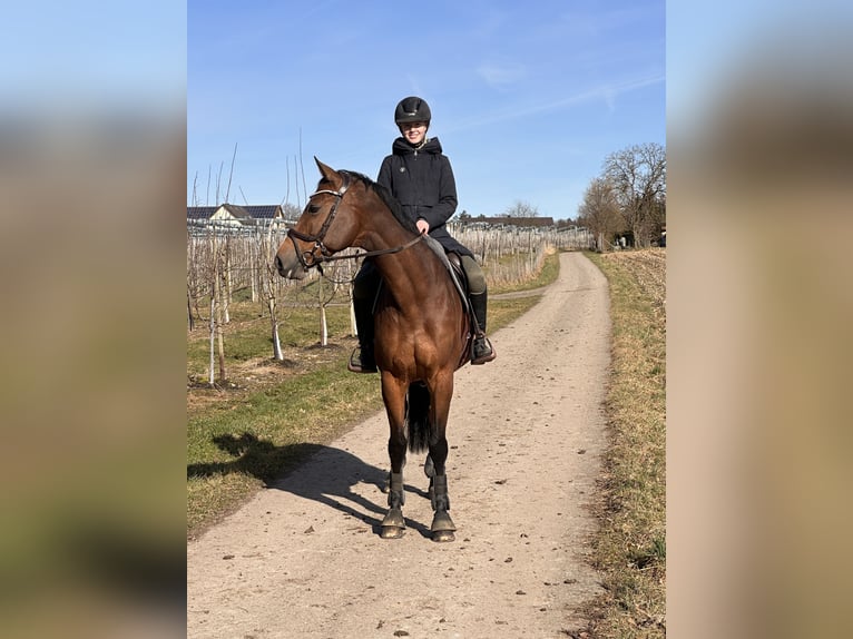 Cheval de selle allemand Jument 15 Ans 167 cm Bai in Friedrichshafen