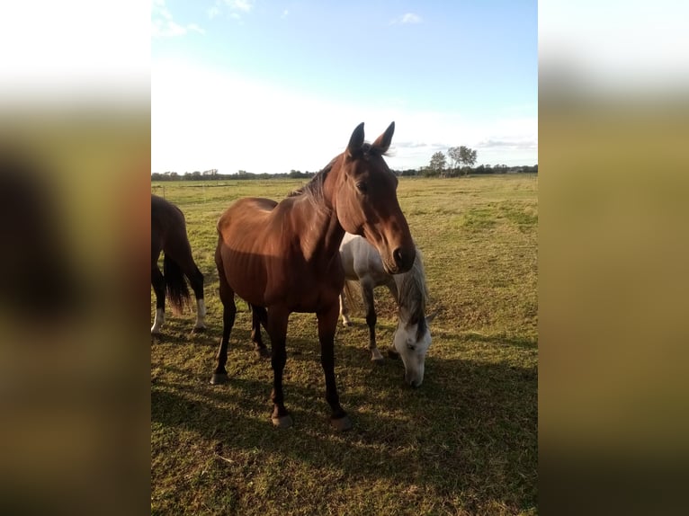 Cheval de selle allemand Jument 15 Ans 167 cm Bai in Schildau