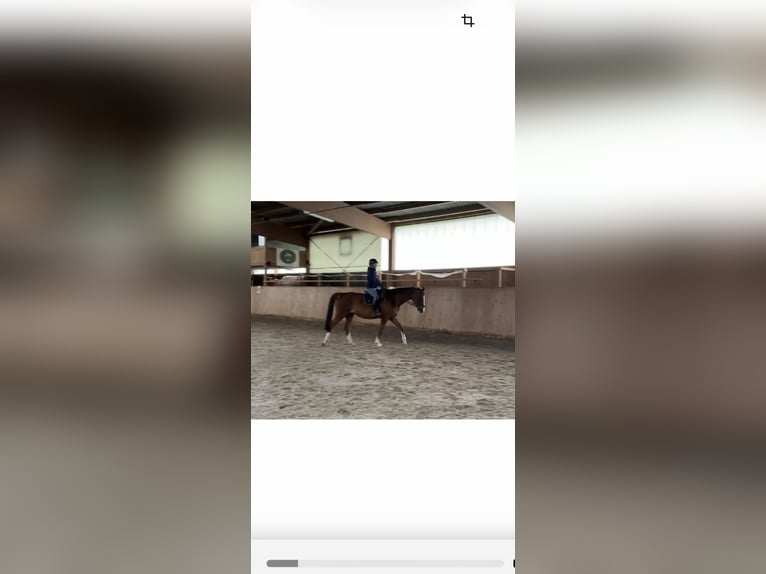 Cheval de selle allemand Jument 15 Ans 169 cm Alezan in Zeithain