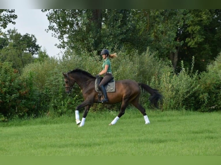Cheval de selle allemand Jument 15 Ans 173 cm Bai in Wimsheim