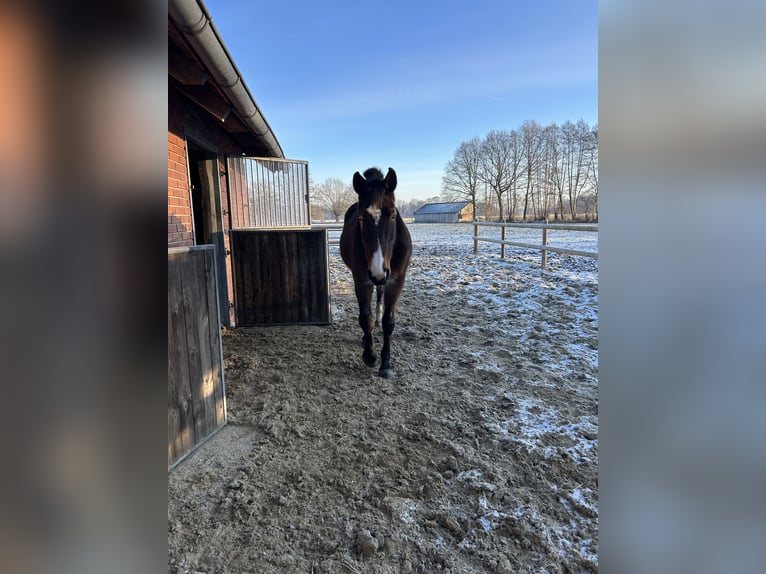 Cheval de selle allemand Jument 15 Ans 175 cm Bai in LadbergenLadbergen
