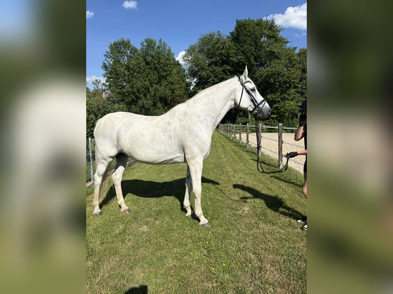 Cheval de selle allemand Jument 15 Ans 176 cm Gris moucheté in Nörten-Hardenberg