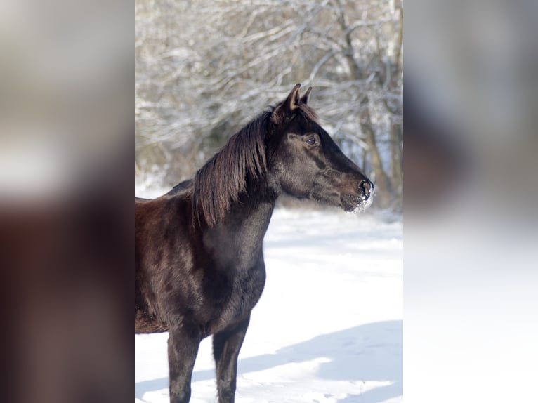 Cheval de selle allemand Croisé Jument 16 Ans 145 cm Noir in Weilrod